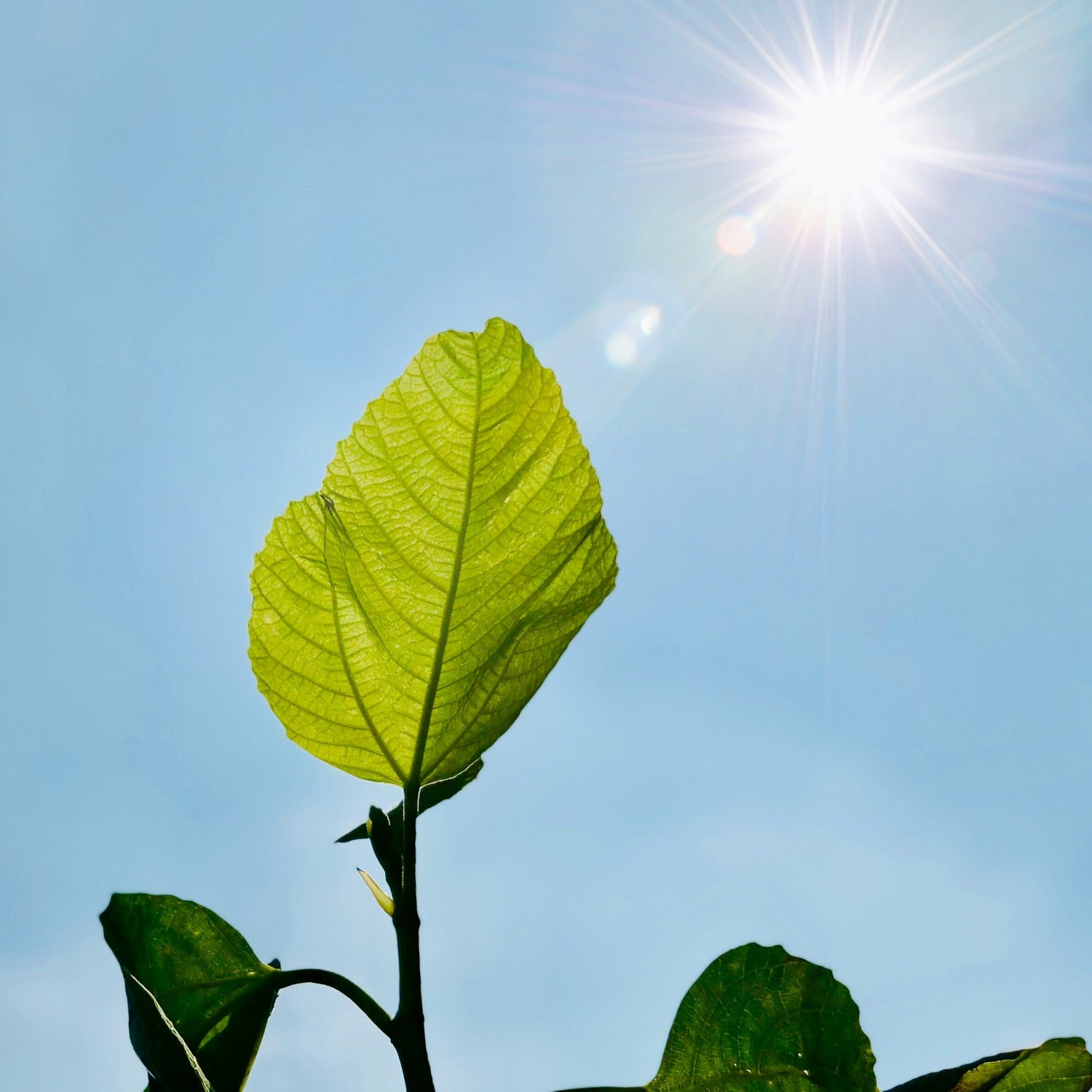 Energy & Metabolism