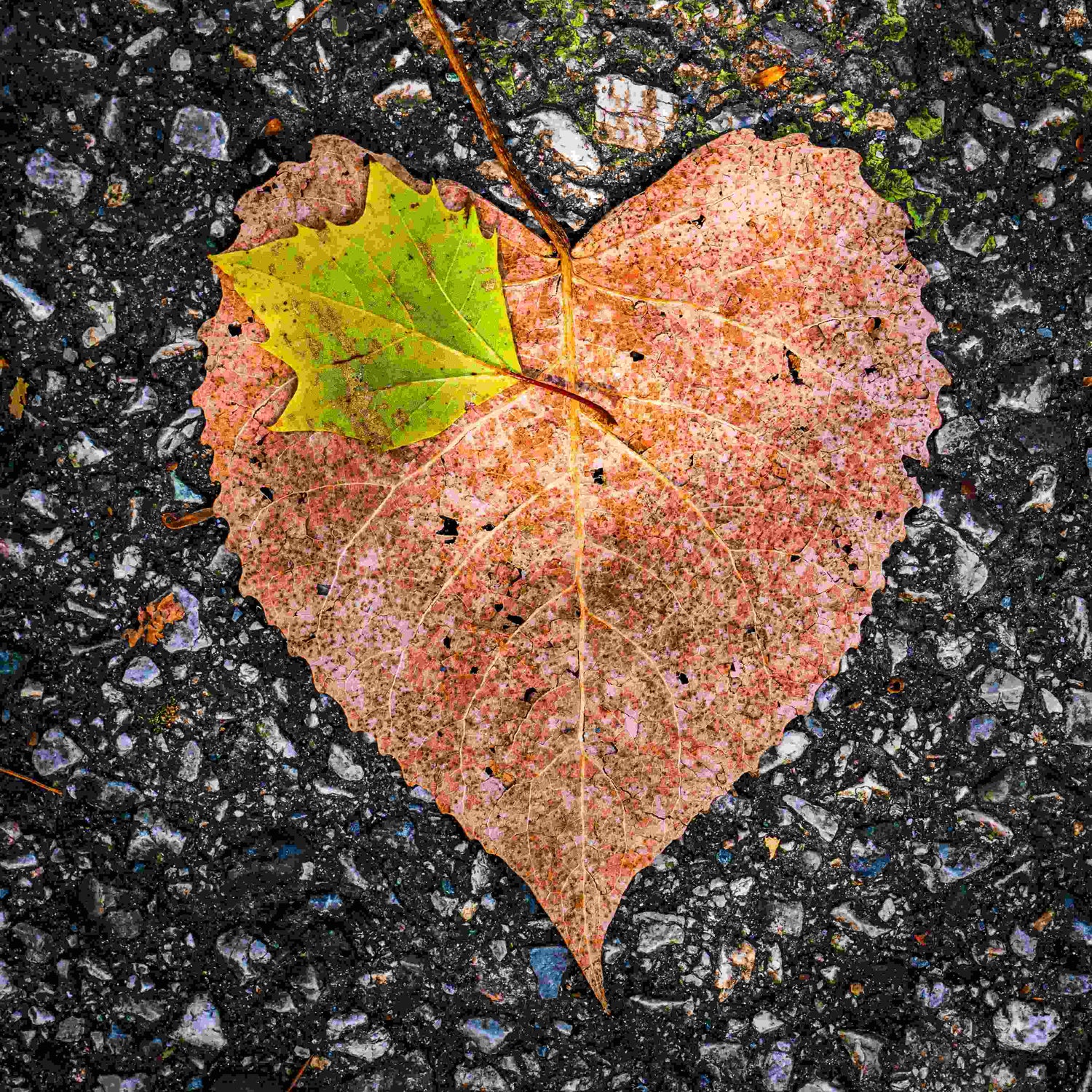 Cardiovascular Health