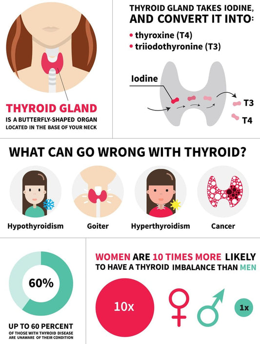 Educational infographic about the thyroid gland, its functions, and potential thyroid imbalances, such as hypothyroidism, goiter, hyperthyroidism, and cancer, with statistical information and hormone level indicators.